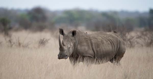 rhino